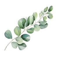 Watercolor eucalyptus branch isolated photo