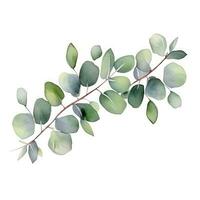 Watercolor eucalyptus branch isolated photo