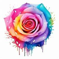 Watercolor rose flower isolated photo