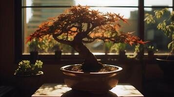 Silhouette of bonsai in a pot indoor display at the table near the window. photo