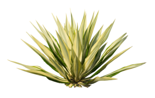 Exotic desert plant isolated element png