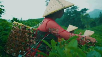 a group of tea garden pickers works together with their friends to pick tea gardens video