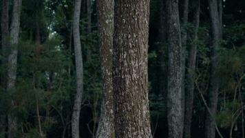 un asiatico uomo passeggiate passato un' grande torreggiante albero nel un' foresta presto video