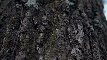 uma ampla árvore este sobe Alto para dentro a céu com muitos galhos dentro a meio do a floresta video