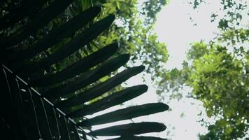 a group of monkeys hanging on a tree branch in a forest video