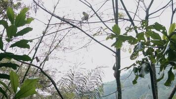 un grupo de monos colgando en un árbol rama en un bosque video