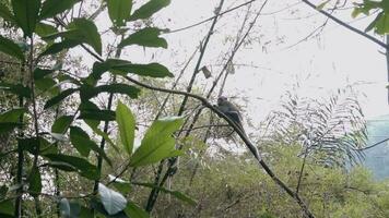 uma grupo do macacos suspensão em uma árvore ramo dentro uma floresta video