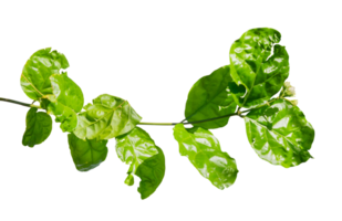 Fresh jasmine branch with leaf isolated png