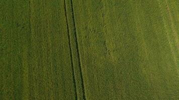 an aerial view of a field with green grass video