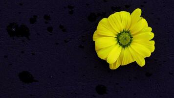 a single yellow flower on a black surface video