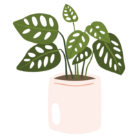 Monstera Adansonii Plant Color 2D Illustrations png