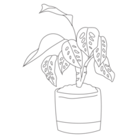 Calathea Plant Outline 2D Illustrations png