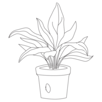 Cast Iron Plant Outline 2D Illustrations png