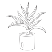 Whiterose Spider Plant Outline 2D Illustrations png