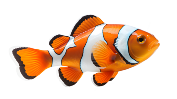 nemo Meer Fisch isoliert auf transparent Hintergrund ,Aquarium Zier Fisch png ,generativ ai