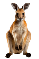 kangaroo isolated on transparent background ,generative ai png