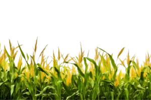 corn field isolated on transparent background ,generative ai png