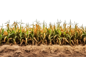 corn field isolated on transparent background ,generative ai png