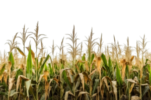 corn field isolated on transparent background ,generative ai png