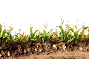 corn field isolated on transparent background ,generative ai png