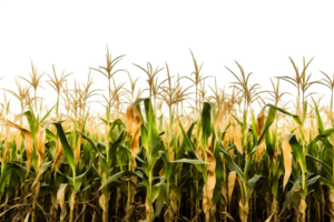 corn field isolated on transparent background ,generative ai png