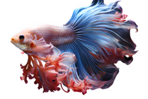 betta fish isolated ,Siamese fighting fish isolated on transparent background ,generative ai png