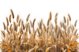 wheat field isolated on transparent background ,wheat field png clip art ,generative ai