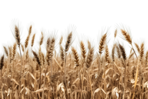 wheat field isolated on transparent background ,wheat field png clip art ,generative ai