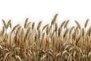 wheat field isolated on transparent background ,wheat field png clip art ,generative ai