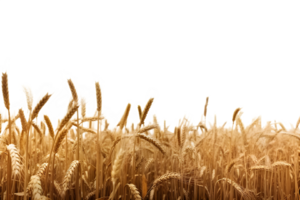 wheat field isolated on transparent background ,wheat field png clip art ,generative ai