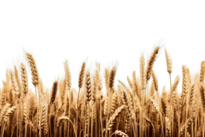 wheat field isolated on transparent background ,wheat field png clip art ,generative ai