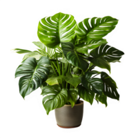 tropical plants in pot isolated on transparent background ,tropical plant decoration ,generative ai png