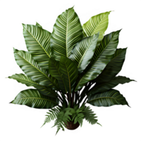 tropical plants in pot isolated on transparent background ,tropical plant decoration ,generative ai png