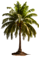 coconut tree isolated on transparent background ,palm tree ,generative ai png