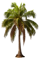 noix de coco arbre isolé sur transparent Contexte ,palmier arbre ,génératif ai png