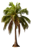 coconut tree isolated on transparent background ,palm tree , png