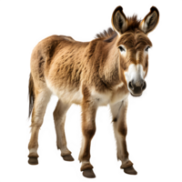 Burro aislado en transparente antecedentes ,lado ver ,generativo ai png