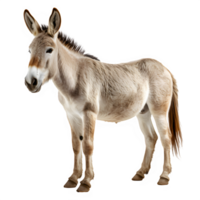 Burro aislado en transparente antecedentes ,lado ver ,generativo ai png