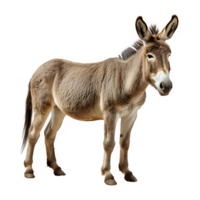 Burro aislado en transparente antecedentes ,lado ver ,generativo ai png