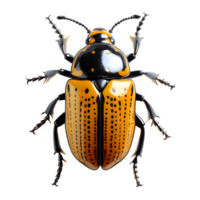 hercules beetle isolated on transparent background , png