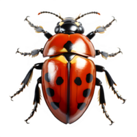 coccinella isolato su trasparente sfondo ,signora insetto isolato clip arte ,generativo ai png