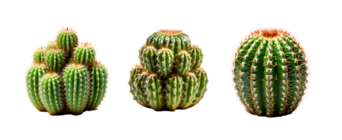 cactus isolated on transparent background ,thorny plant ,generative ai png