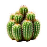 cactus isolato su trasparente sfondo ,spinoso pianta ,generativo ai png