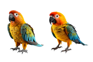 parrot bird isolated on transparent background ,bird full color cut out ,generative ai png