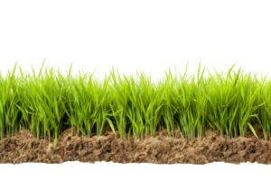 rice field isolated on transparent background ,rice field landscape view cut out ,generative ai png