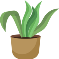 plante d'appartement dans une pot png