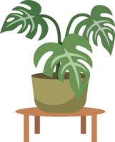 plante d'appartement dans une pot png