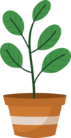 Houseplant in a pot png