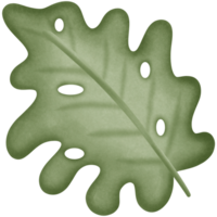 a green leaf isolated on transparent background png