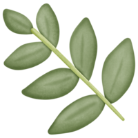 a green leaf isolated on transparent background png